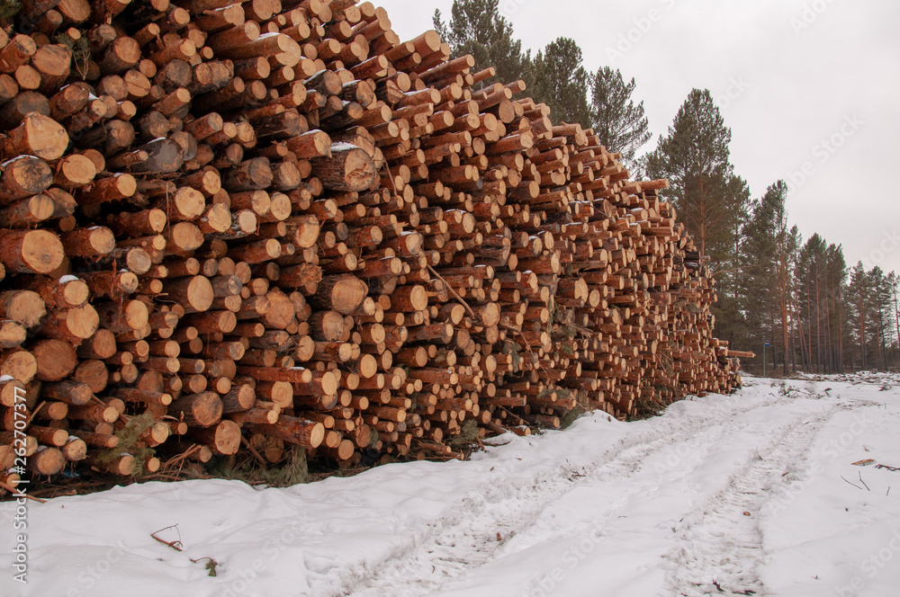 Deforestation, logs piled in a pile.