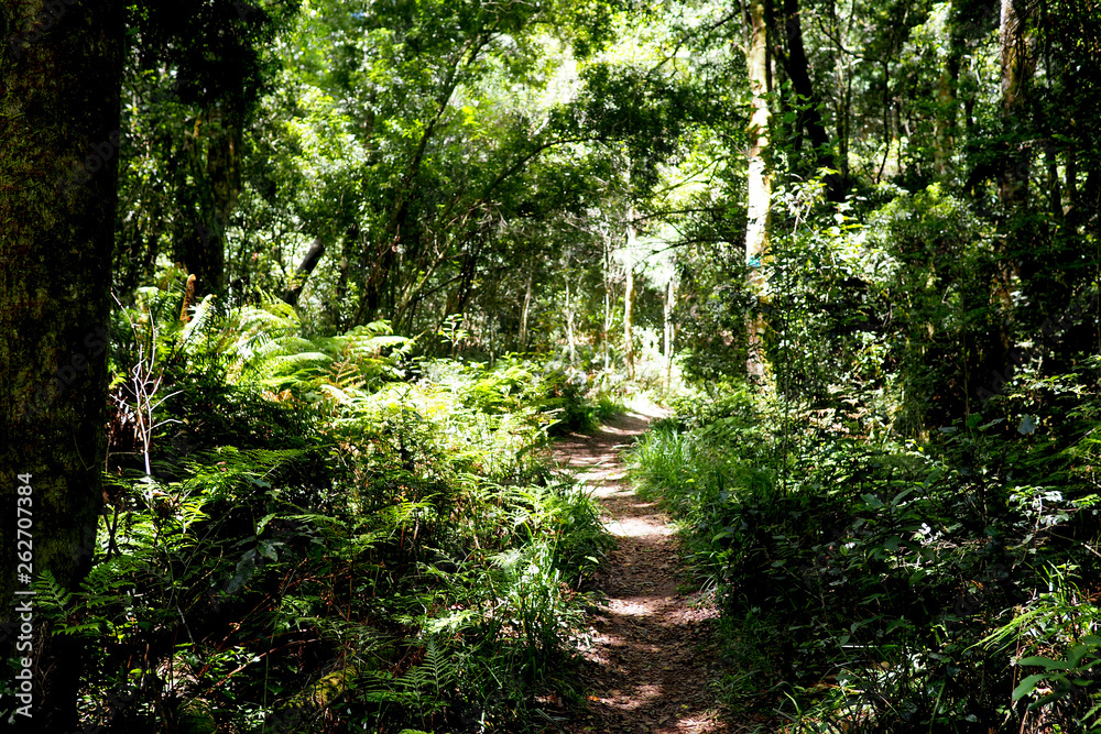 Fototapeta premium View through down a path in a green forest