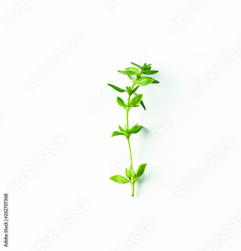 thyme isolated on white background