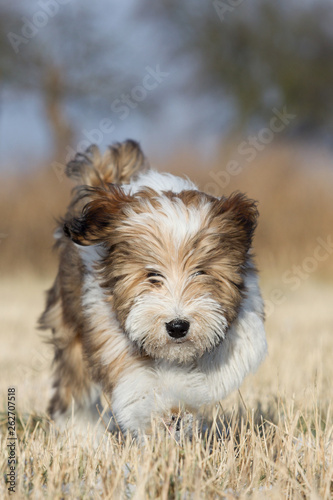 Tibbet Terrier Welpe im Schnee rennt und spielt auf einer Wiese photo