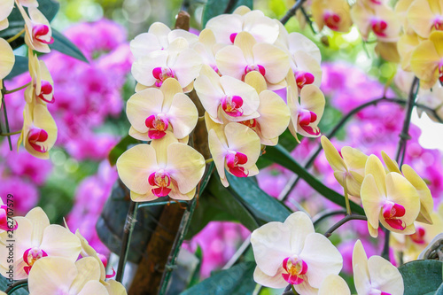 Yellow orchid flowers in garden for background