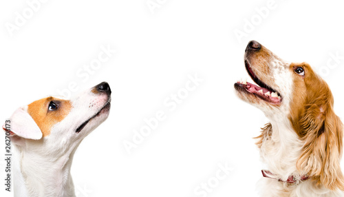 Portrait of cute dog Jack Russell Terrier and Russian Spaniel, side view, isolated on white background