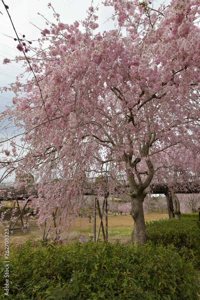 枝垂れ桜咲く風土記の丘