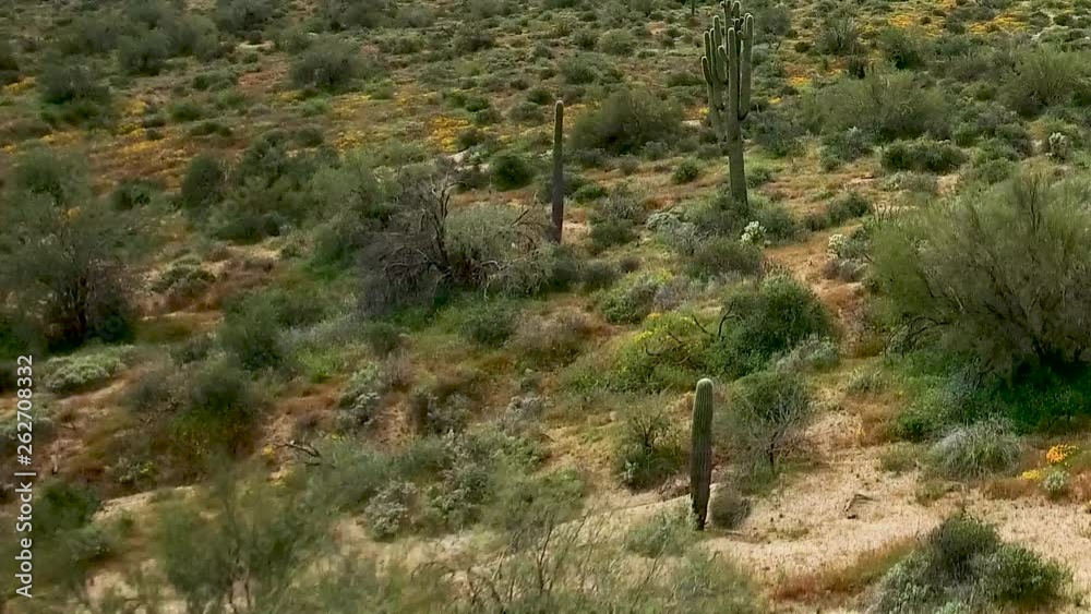 Aerial close up of wildflowers drop over the hill and over the super bloom on the floor of the Sonoran Desert, Tonto National Forest, Bartlett Lake Arizona. Concept: Arizona, wildflowers, super bloom Aerial close up of wildflowers drop over the hill and over the super bloom on the floor of the Sonoran Desert, Tonto National Forest, Bartlett Lake Arizona. Concept: Arizona, wildflowers, super bloom