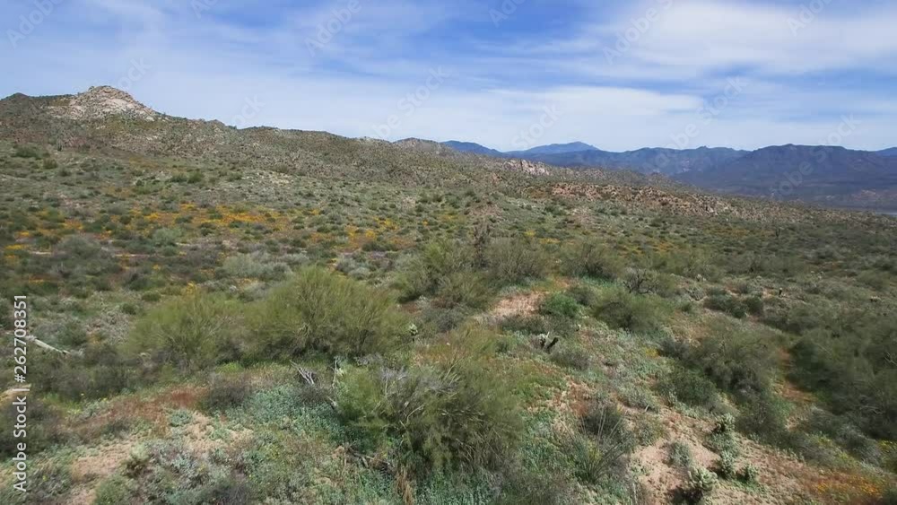 Aerial approach rugged desert terrain covered with wildflowers from 2019 super bloom, Bartlett Lake, Tonto National Forest, Scottsdale, Arizona. Concept: spring, super bloom, desert, Arizona. Aerial approach rugged desert terrain covered with wildflowers from 2019 super bloom, Bartlett Lake, Tonto National Forest, Scottsdale, Arizona. Concept: spring, super bloom, desert, Arizona.