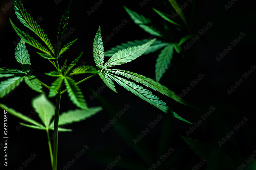 cannabis on a Black background cannabis on a Black background