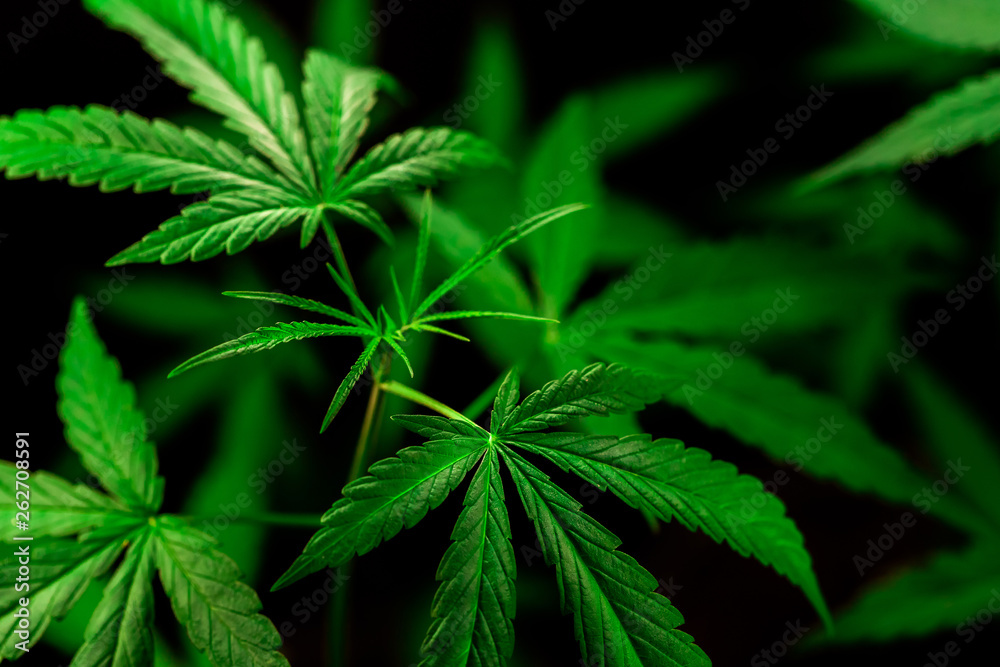 cannabis on a Black background cannabis on a Black background
