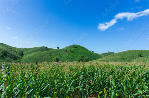 Corn farm on hill with blue sky and sunset background