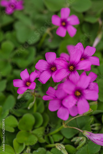 Purple sunflower, green leaves ，Oxalis articulata