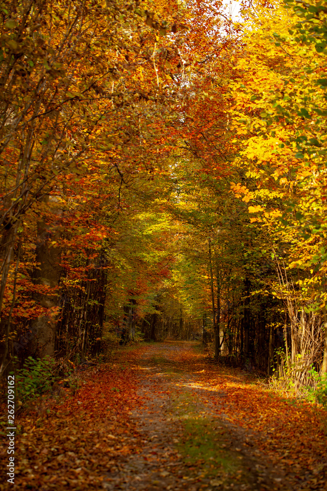 Romantischer Spazierweg in einem dichten Herbstwald