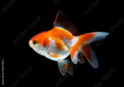 goldfish isolated on a dark black background