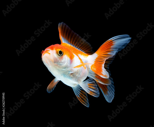 goldfish isolated on a dark black background