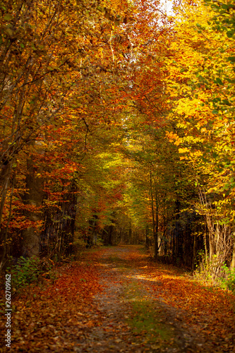 Romantischer Spazierweg in einem dichten Herbstwald © As13Sys