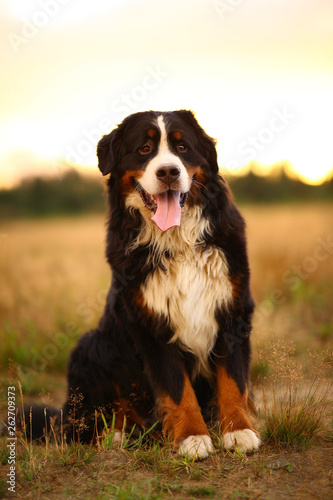 Bernese mountain dog on a walk in the yellow field © Alexandr