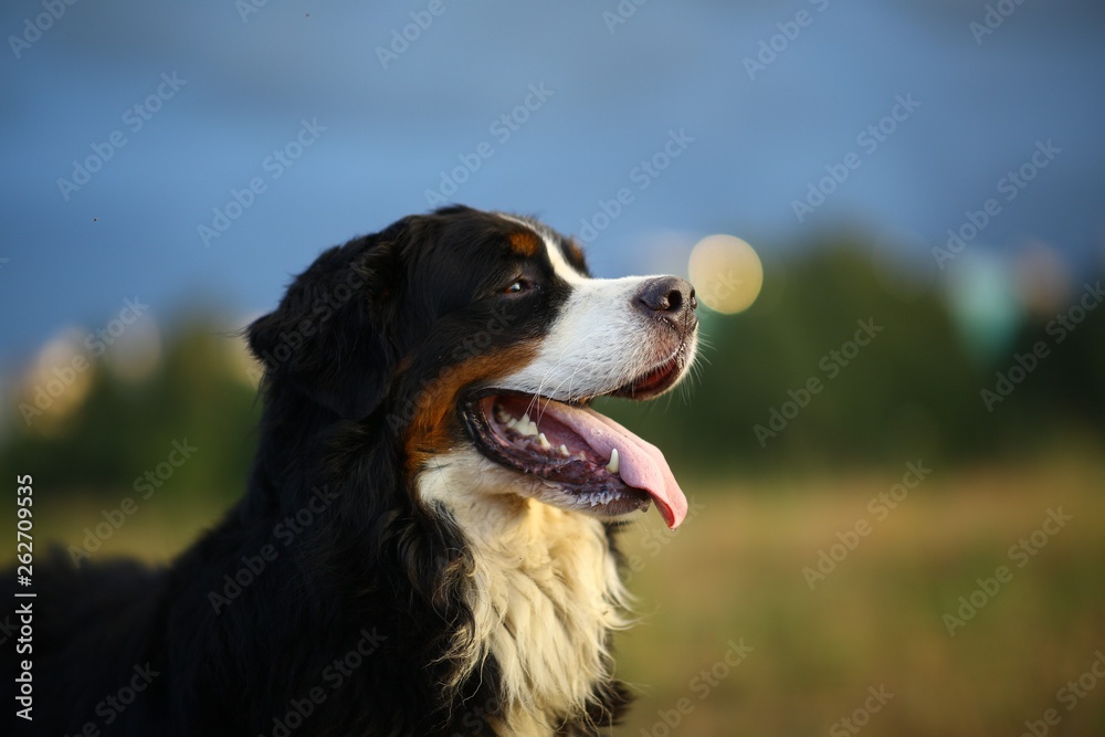 Side view at Bernese mountain dog on a walk in the yellow field