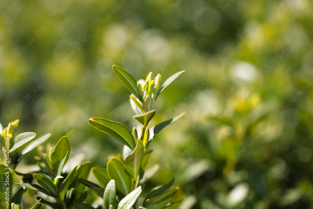 hedge buxus new spring shoots close up view hedge buxus new spring shoots close up view