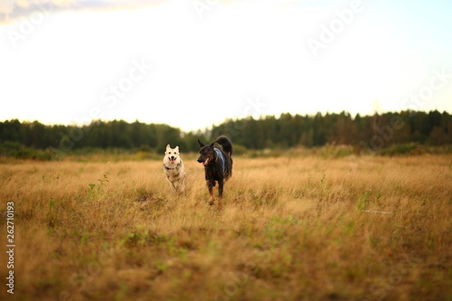 Two dogs husky and Bernese Mountain Dogs running on yellow meadow in sunset