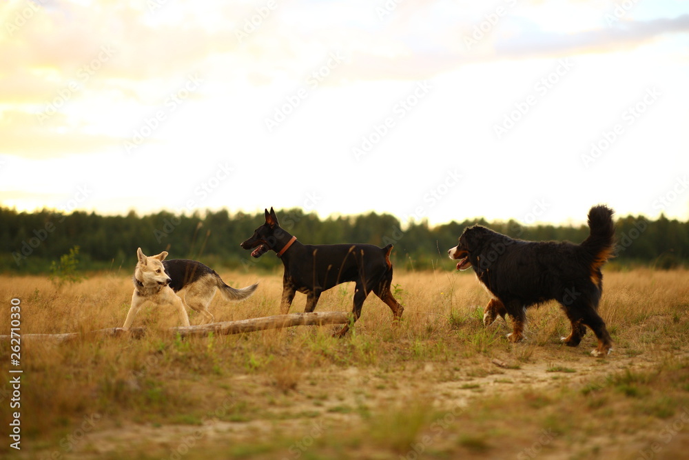 Fototapeta premium Three dogs husky and bernese mountain dog and doberman at walk on yellow meadow in sunset