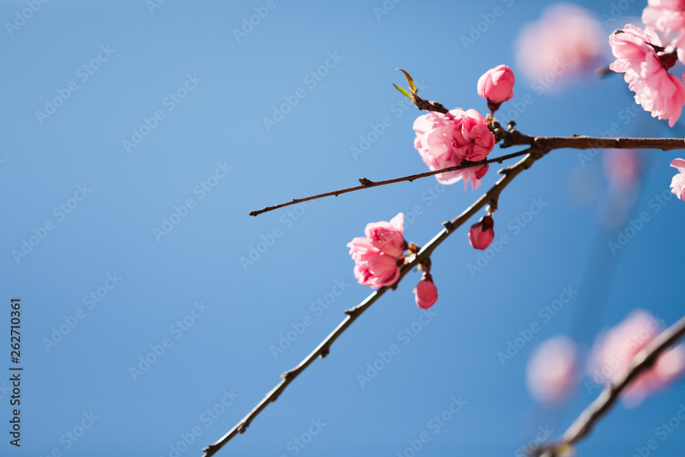 sakura cherry blossoms tree in pink color on blue sky background, turn full blooming ,full frame photo good for pink background sakura cherry blossoms tree in pink color on blue sky background, turn full blooming ,full frame photo good for pink background