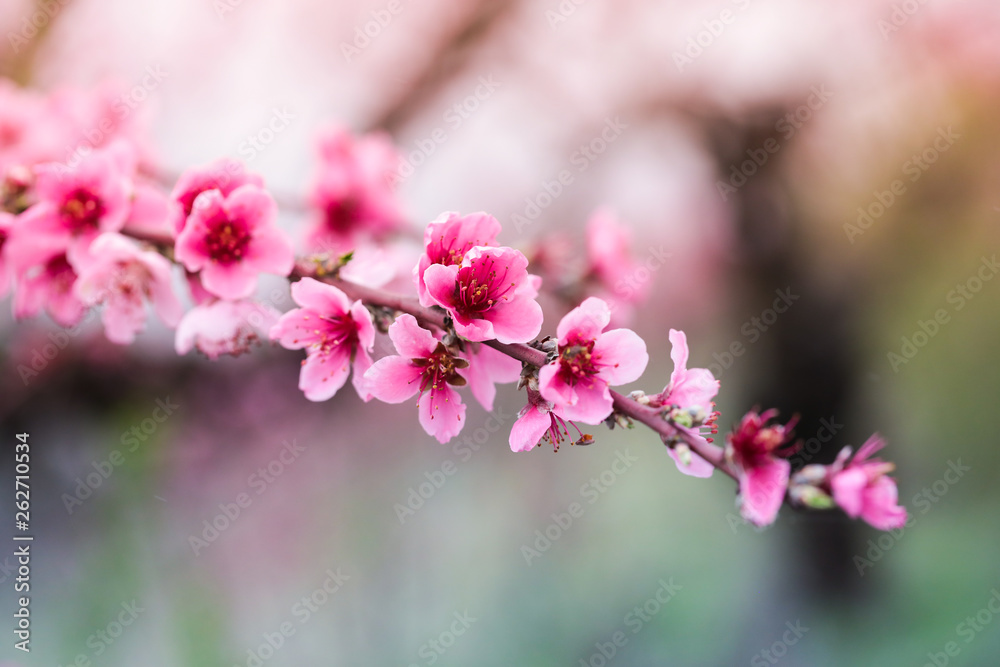 Pink peach flowers begin blooming in the garden. Beautiful flowering branch of peach on blurred garden background. Close-up, spring theme of nature. Selective focus Pink peach flowers begin blooming in the garden. Beautiful flowering branch of peach on blurred garden background. Close-up, spring theme of nature. Selective focus