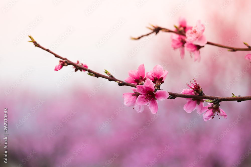Pink peach flowers begin blooming in the garden. Beautiful flowering branch of peach on blurred garden background. Close-up, spring theme of nature. Selective focus Pink peach flowers begin blooming in the garden. Beautiful flowering branch of peach on blurred garden background. Close-up, spring theme of nature. Selective focus