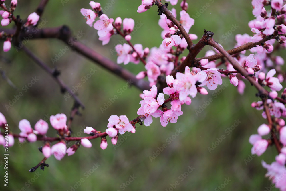 Pink peach flowers begin blooming in the garden. Beautiful flowering branch of peach on blurred garden background. Close-up, spring theme of nature. Selective focus