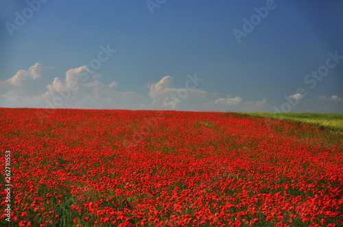 Beautiful field of flowering scarlet poppies stretching to the horizon. Selective soft focus.