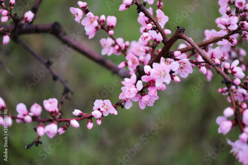 Pink peach flowers begin blooming in the garden. Beautiful flowering branch of peach on blurred garden background. Close-up, spring theme of nature. Selective focus © Fototocam