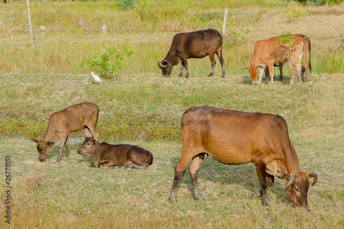 The mother cow is eating grass at the grass field. © Nattaporn
