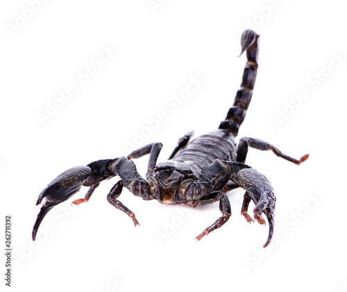 Emperor Scorpion, Pandinus imperator, 1 year old, in front of white background