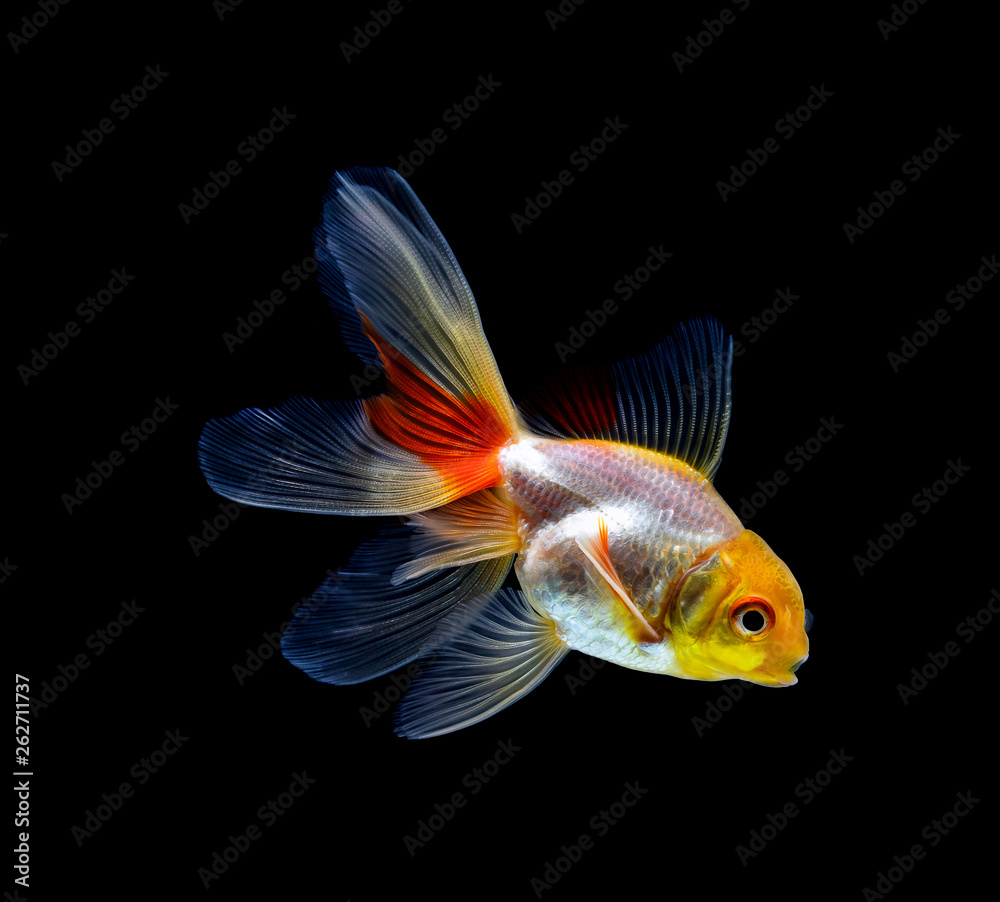 goldfish isolated on a dark black background goldfish isolated on a dark black background