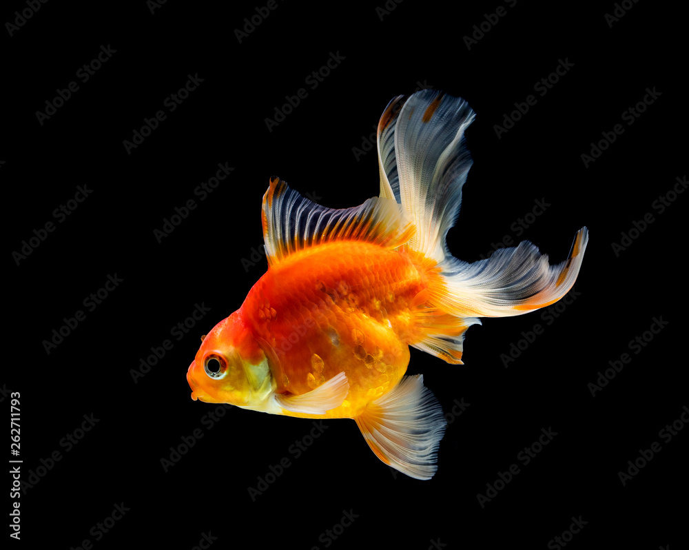 goldfish isolated on a dark black background