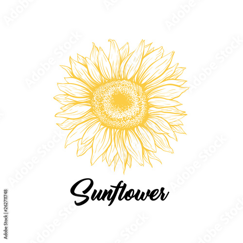 Sunflower yellow blooming sketch illustration. Summer flower with black calligraphy. Helianthus outline logo drawing. Floral, botanical isolated clipart. Eco farming logotype design vector idea