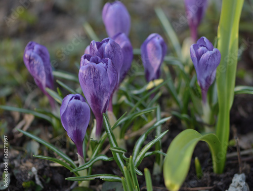 Purple crocus in spring garden close up