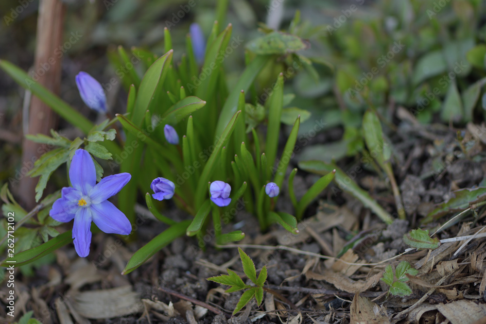 Blue Scylla snowdrops in spring garden Blue Scylla snowdrops in spring garden