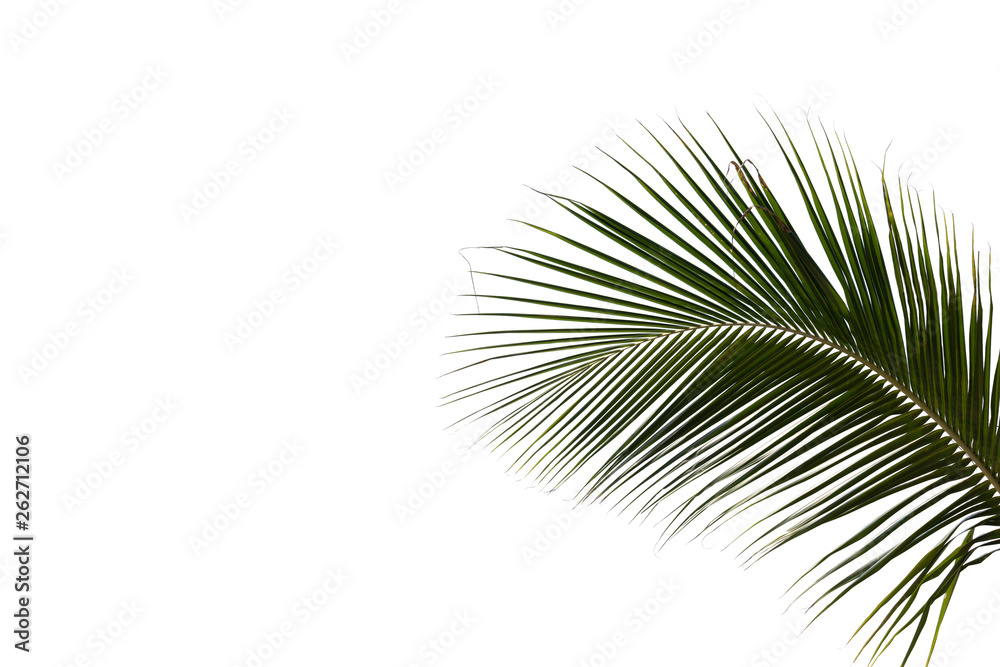 Fototapeta premium Palm leaves on a white background