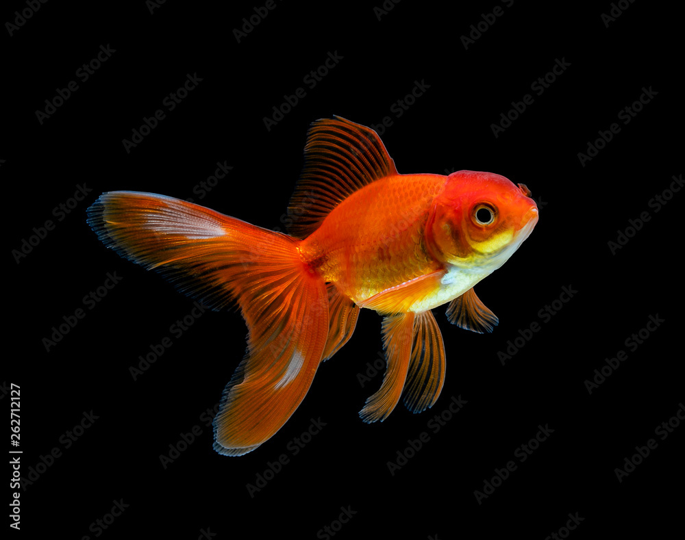 goldfish isolated on a dark black background goldfish isolated on a dark black background