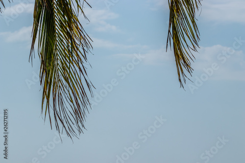 Palm leaves on the sky background