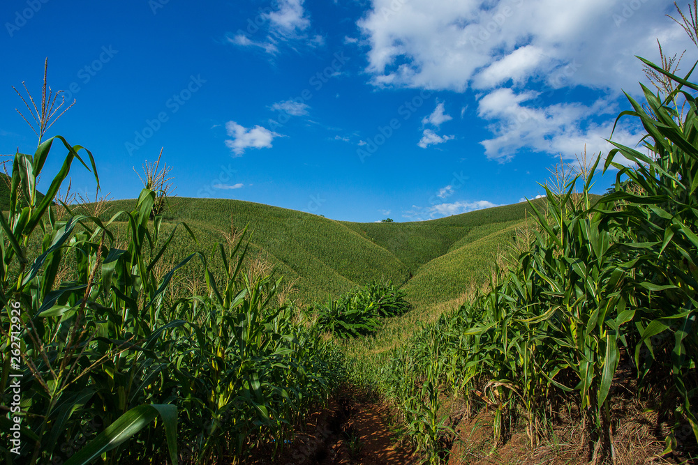 Corn farm on hill with blue sky and sunset background Corn farm on hill with blue sky and sunset background