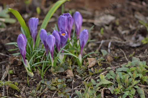 Purple crocus in spring garden 