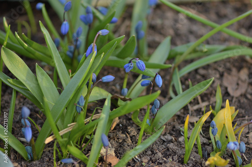 Blue Scylla snowdrops in spring garden close up