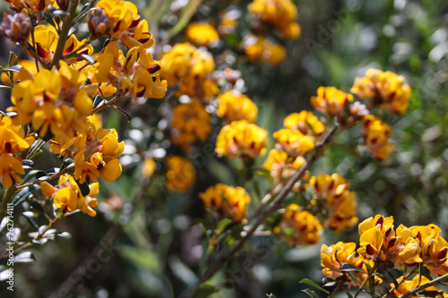 Yellow  orange flowers in Adelaide  South Australia