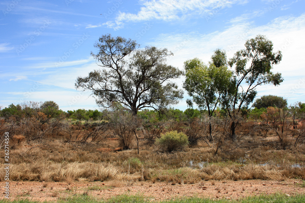 Australian flooded outback, scenic view on some trees, grassland and water reflections