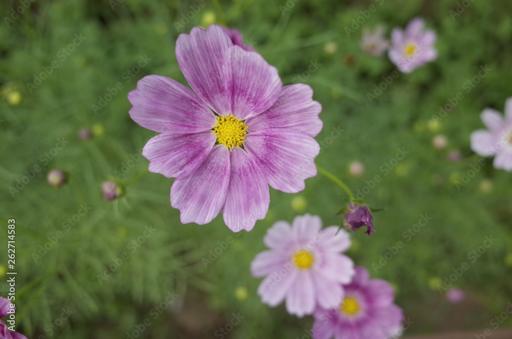 Obraz premium コスモス