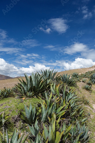 Aloe vera plants in the mountain range near Cusco, Peru, blue sky, sunny day © rutkowskii