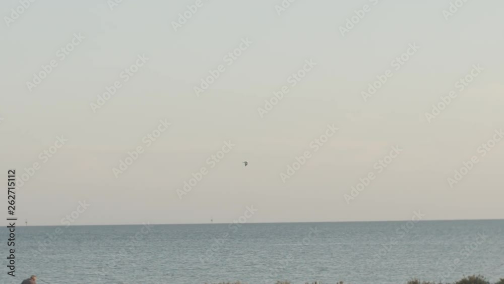 Seagul at sunset near the sea with islands in background. Seagul at sunset near the sea with islands in background.