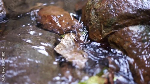 Flowing Forest Stream photo