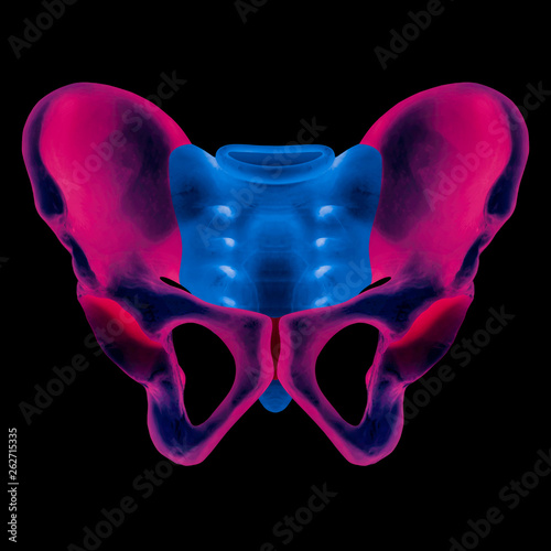 X-ray of human pelvis bone anterior view red highlight in hip bone pain- 3D Medical illustration- Human anatomy concept- Blue tone color photo