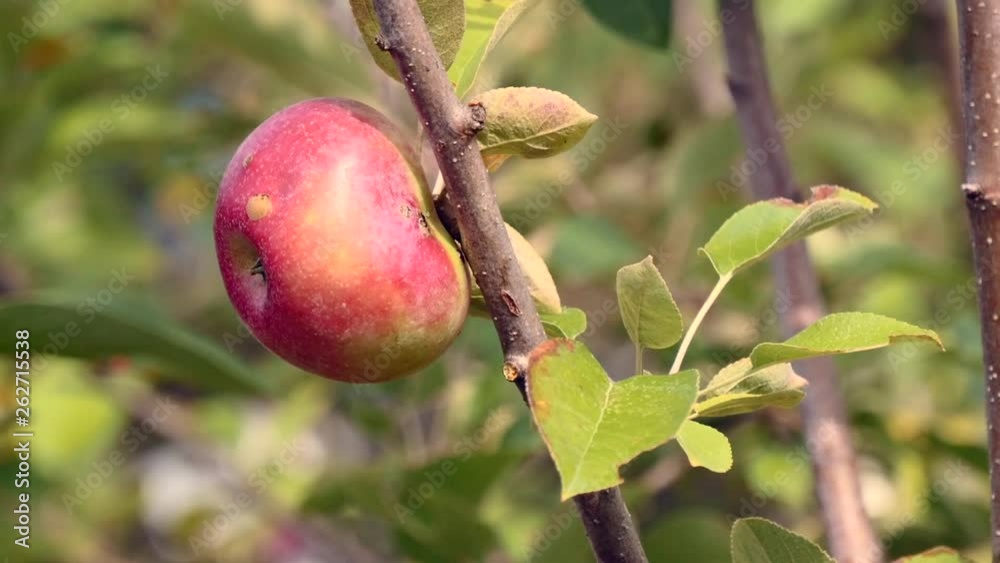 Solo apple on a tree in a slight breeze