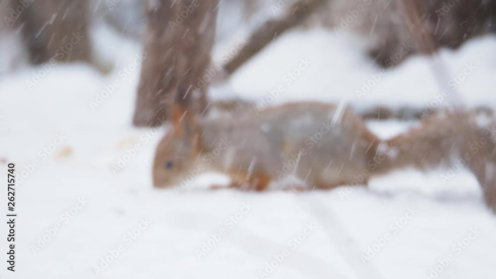 Ginger squirrel sits on snow in the winter forest. Curious rodent eating a nut. Ginger squirrel sits on snow in the winter forest. Curious rodent eating a nut.